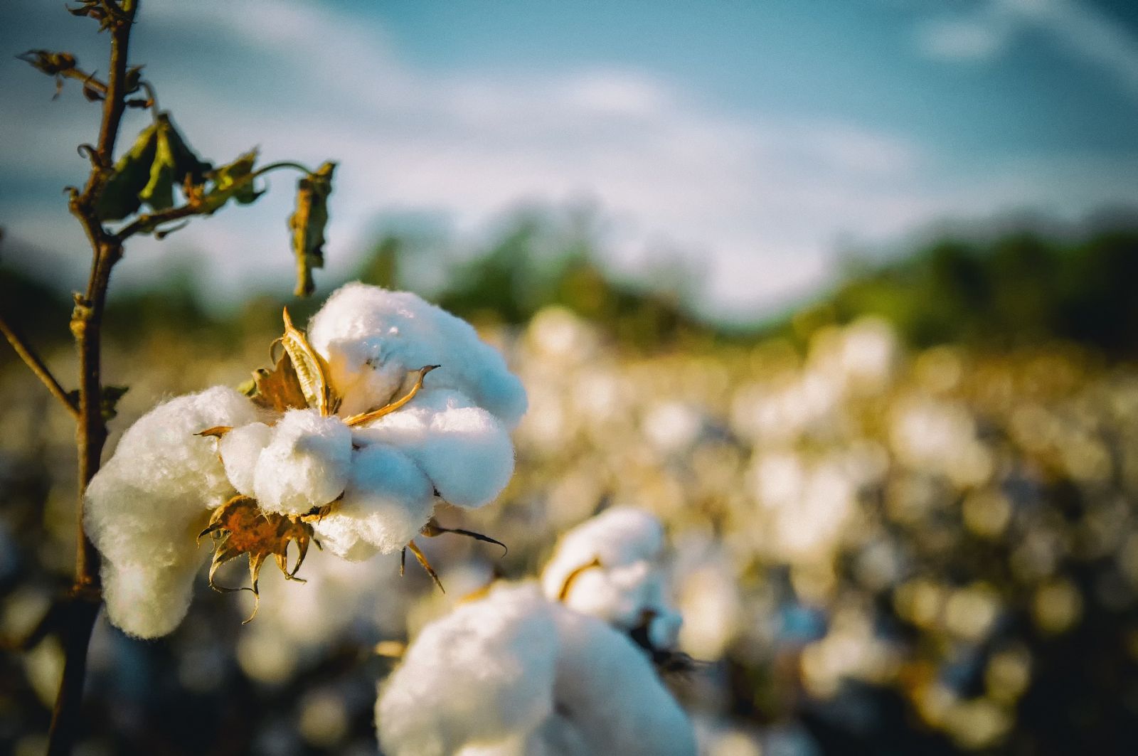 Cotton Rally Holding at Midday
