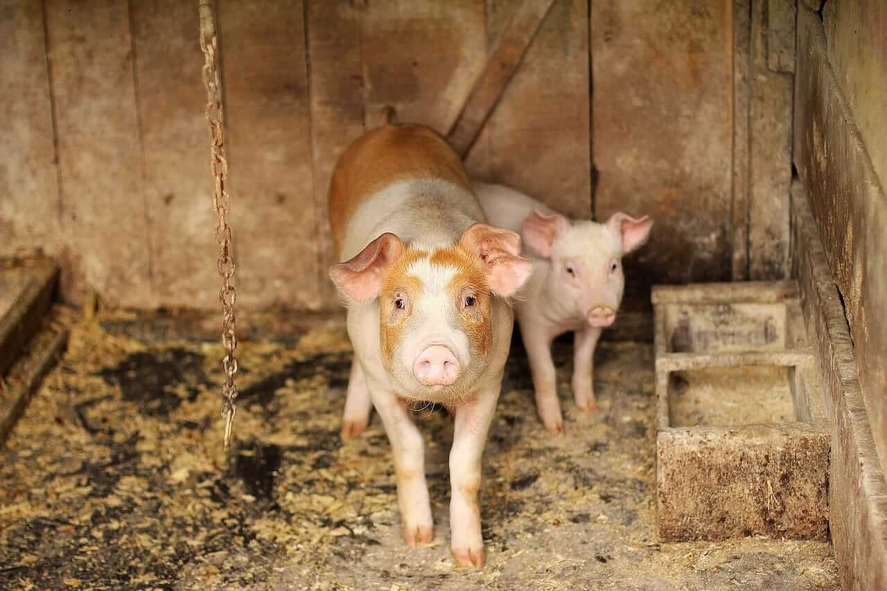 Hogs Falling Back on Tuesday