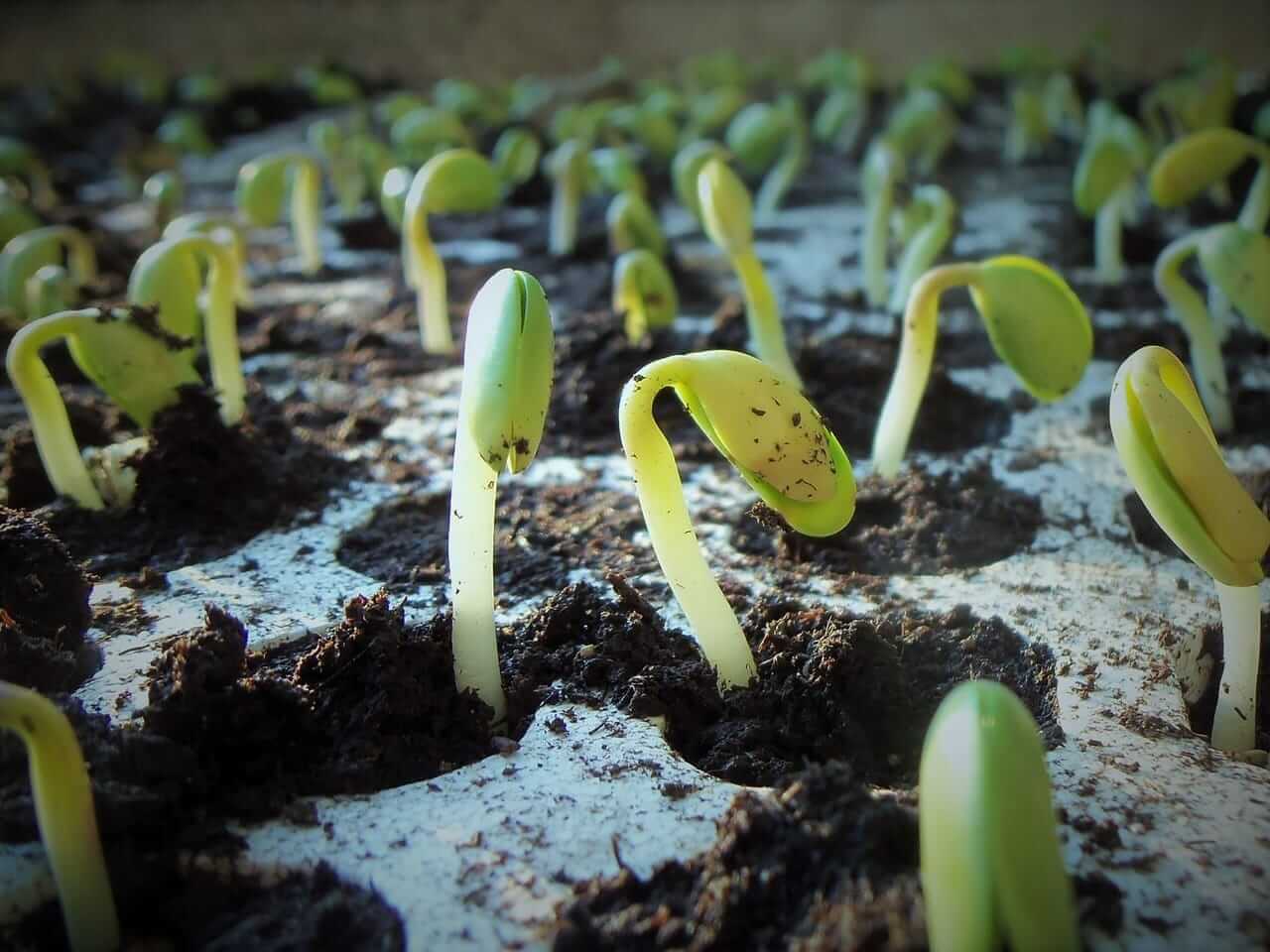 Soybeans Slip Lower on Thursday, as US/China News Remains Quiet